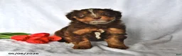 Mixed Breed dogs for sale: Allie - Ad 2
