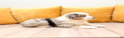 Miniature Australian Shepherd dogs for sale: Star - Ad 3
