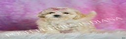 Maltipoo dogs for sale: Tutu - Ad 4