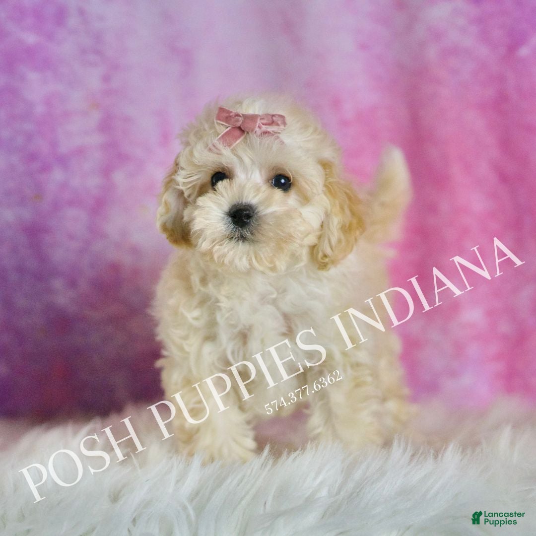 Maltipoo dogs for sale: Tutu - Ad 4