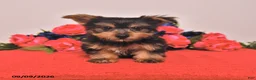 Yorkshire Terrier dogs for sale: Happy - Ad 1