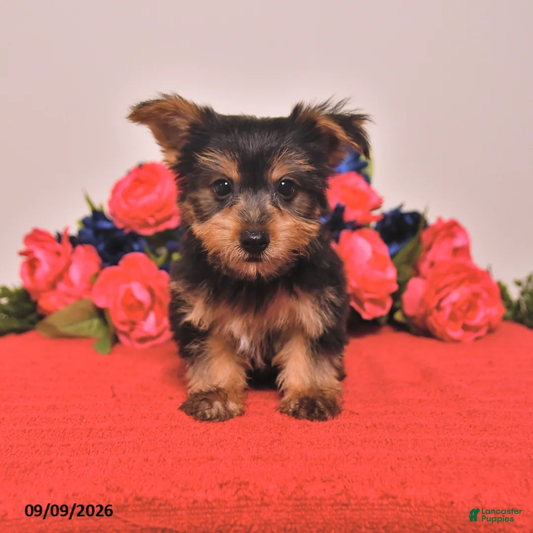 Yorkshire Terrier dogs for sale: Happy - Ad 1