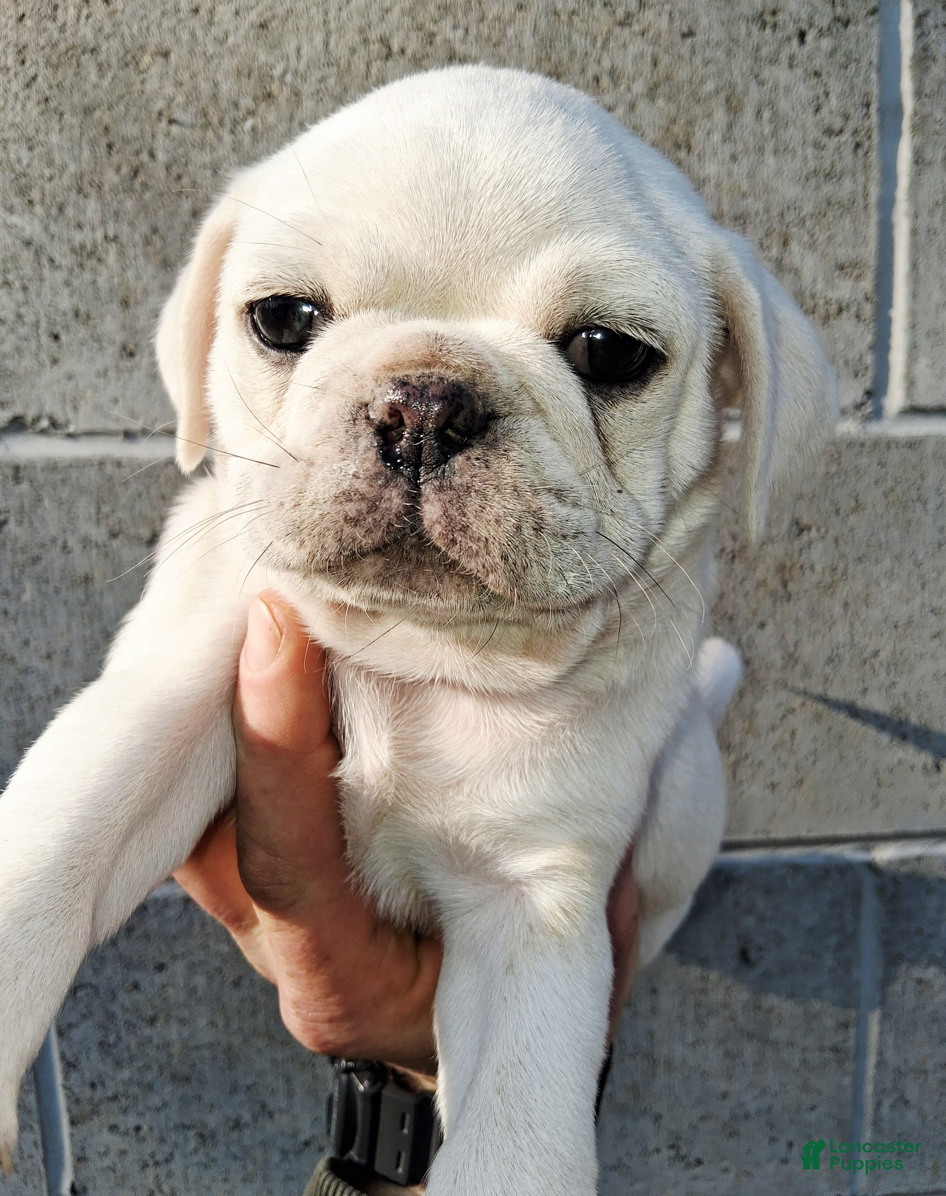 Pug dogs Kasper - Ad 1