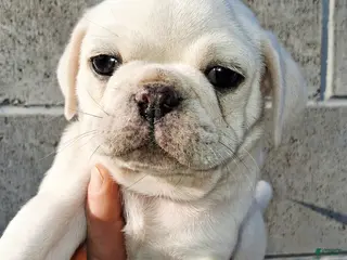 Pug dogs for sale: Kasper - Ad 1