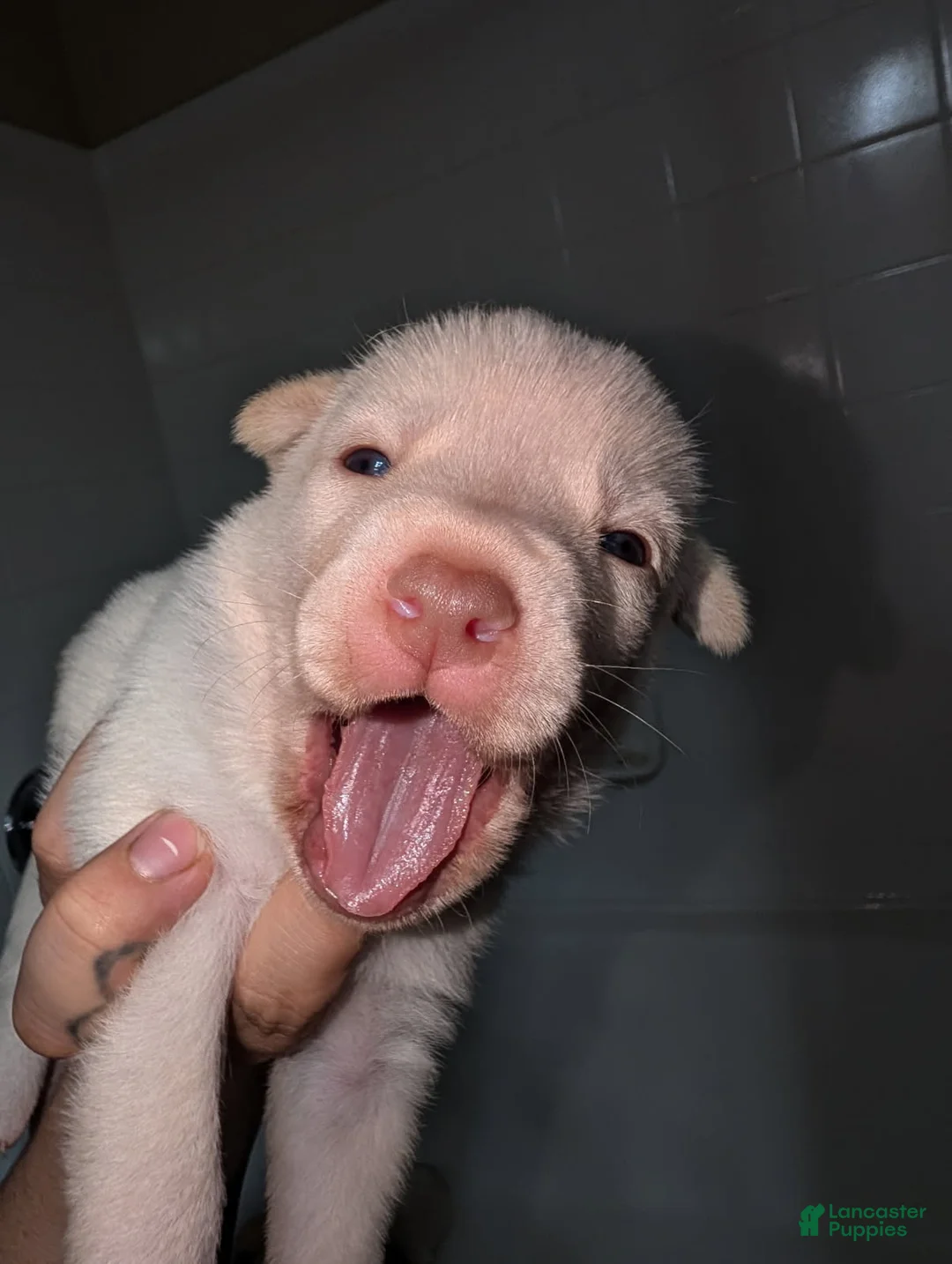 Pitsky dogs for sale: Frozen - Ad 4
