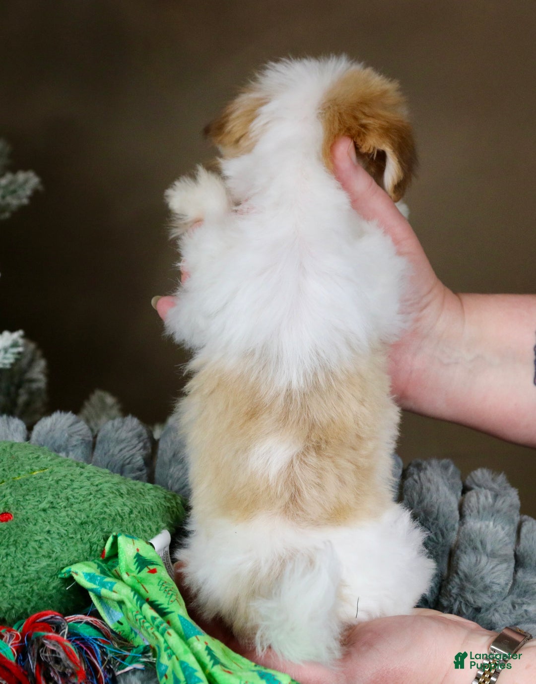 Havanese dogs for sale: Eggnog - Ad 12