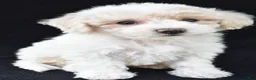 Cavachon dogs for sale: Jewel - Ad 6