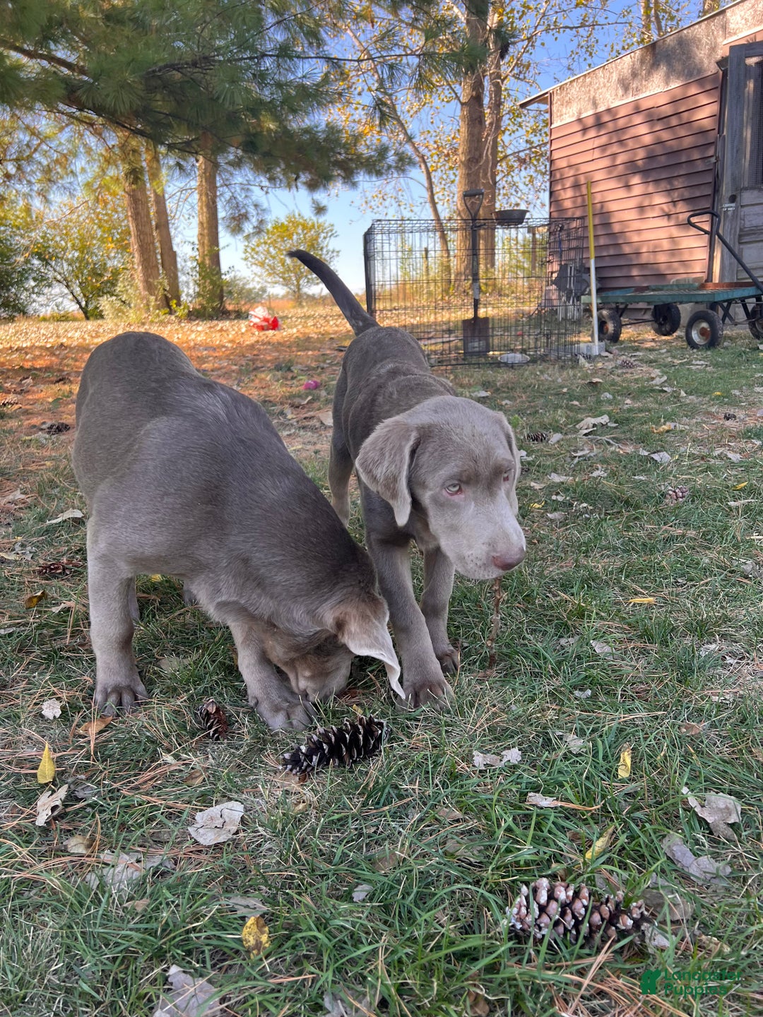 Labrador Retriever dogs for sale: Bear - Ad 3