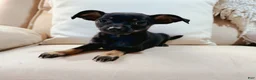 Chihuahua dogs for sale: Bella - Ad 2