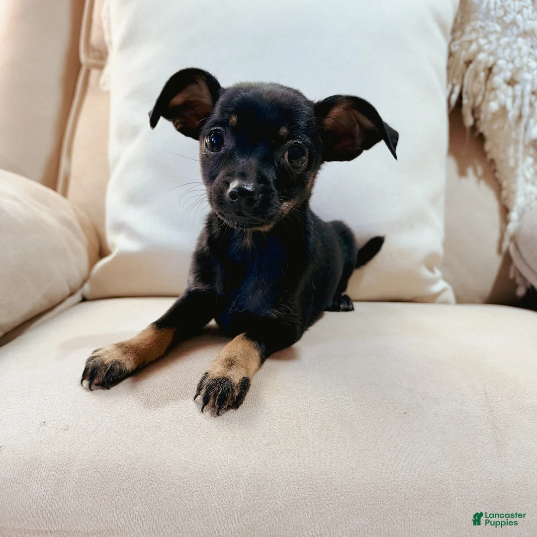 Chihuahua dogs for sale: Bella - Ad 2