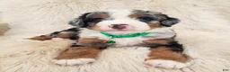Mini Bernedoodle dogs for sale: FINN - Ad 1