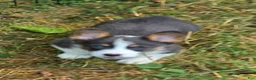 Welsh Corgi Pembroke dogs for sale: Larry the low rider - Ad 14