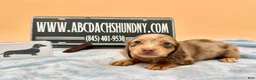 Miniature Dachshund dogs for sale: AKC Russian Carry’s Cream, PRA clear - Ad 6