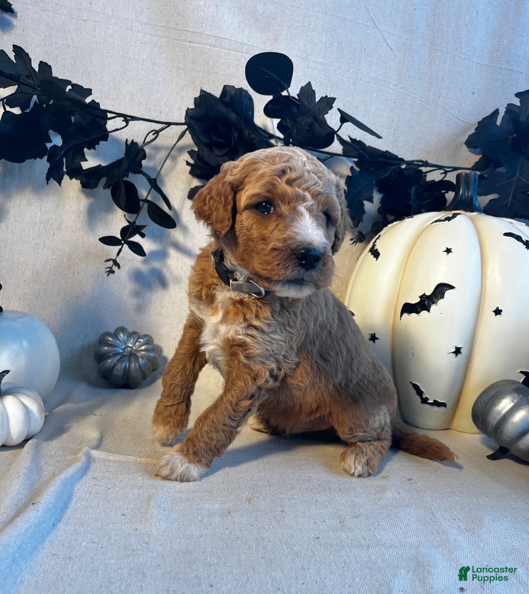 Goldendoodle dogs for sale: Silver Collar-Knight - Ad 4