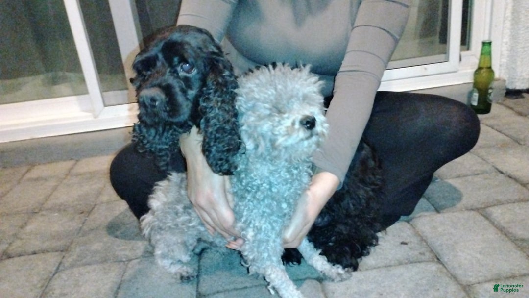 Cockapoo dogs for sale: Cockapoo Puppy 1 - Ad 9