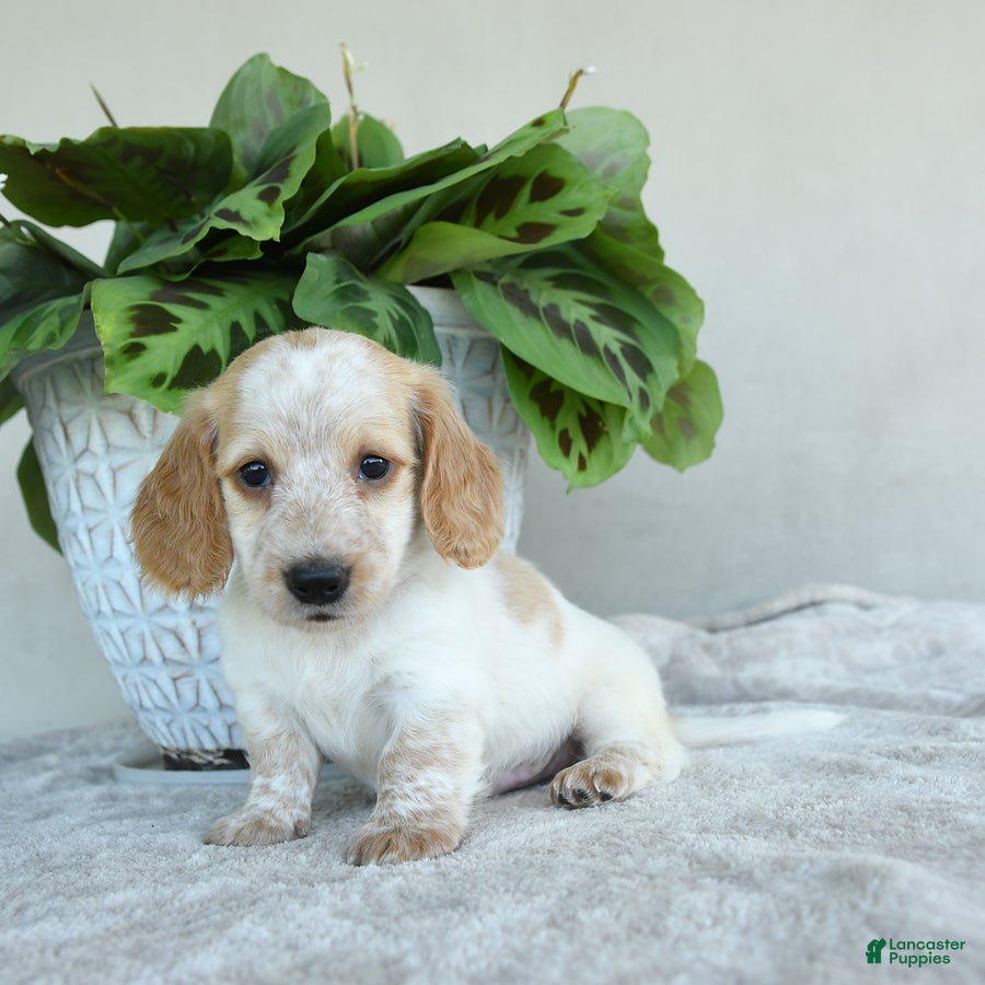 Dachshund dogs for sale: Wilson - Ad 1