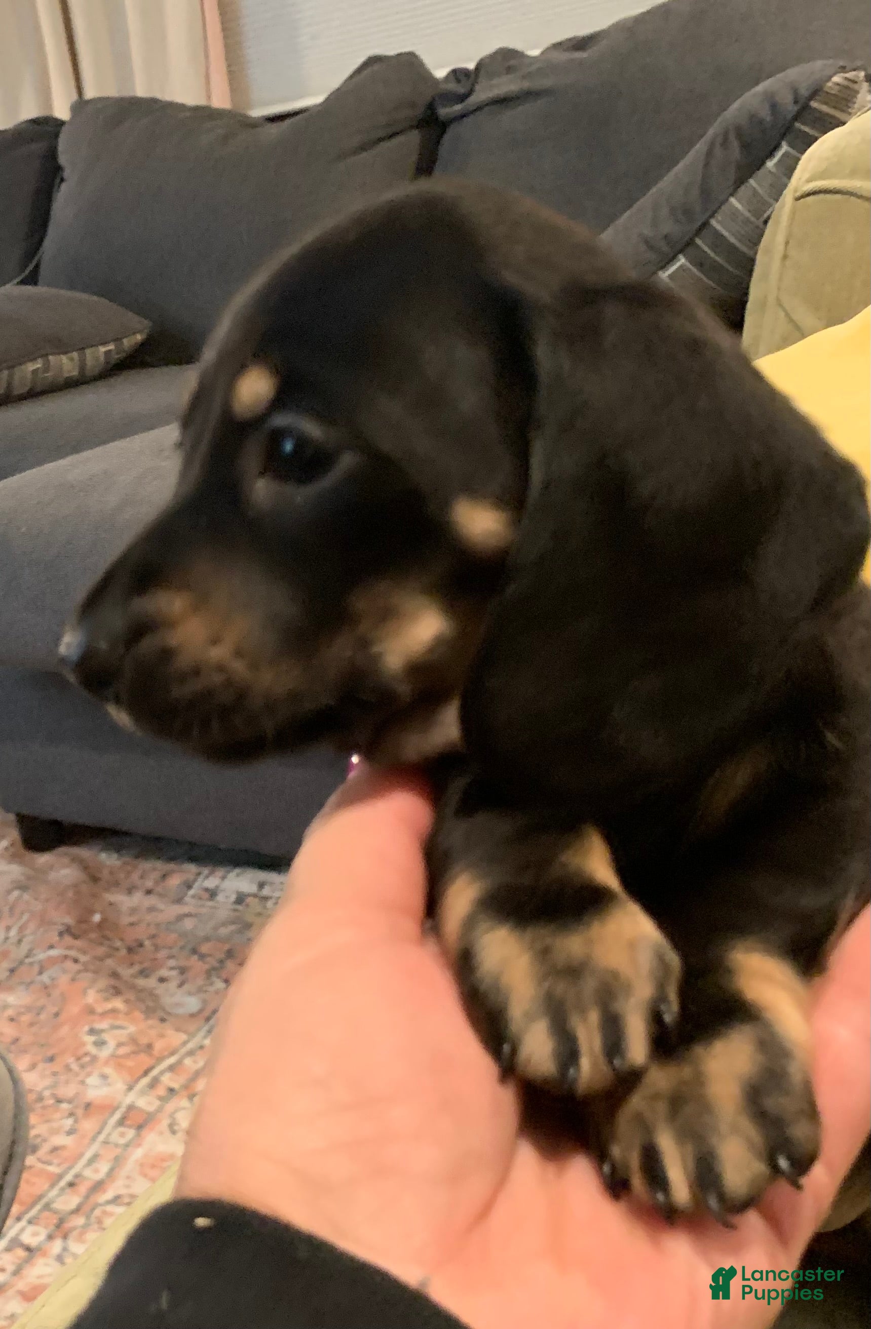 Dachshund dogs for sale: Black & Tan male smooth coat  - Ad 1