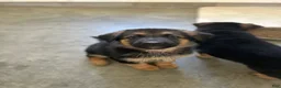 German Shepherd dogs for sale: Independence “Indy” - Ad 8