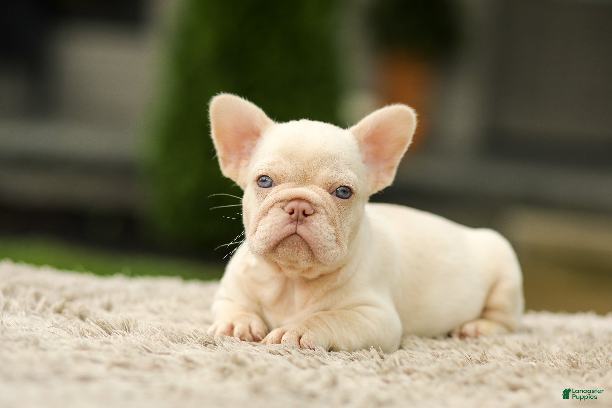French Bulldog dogs Ace - Platinum - Ad 1
