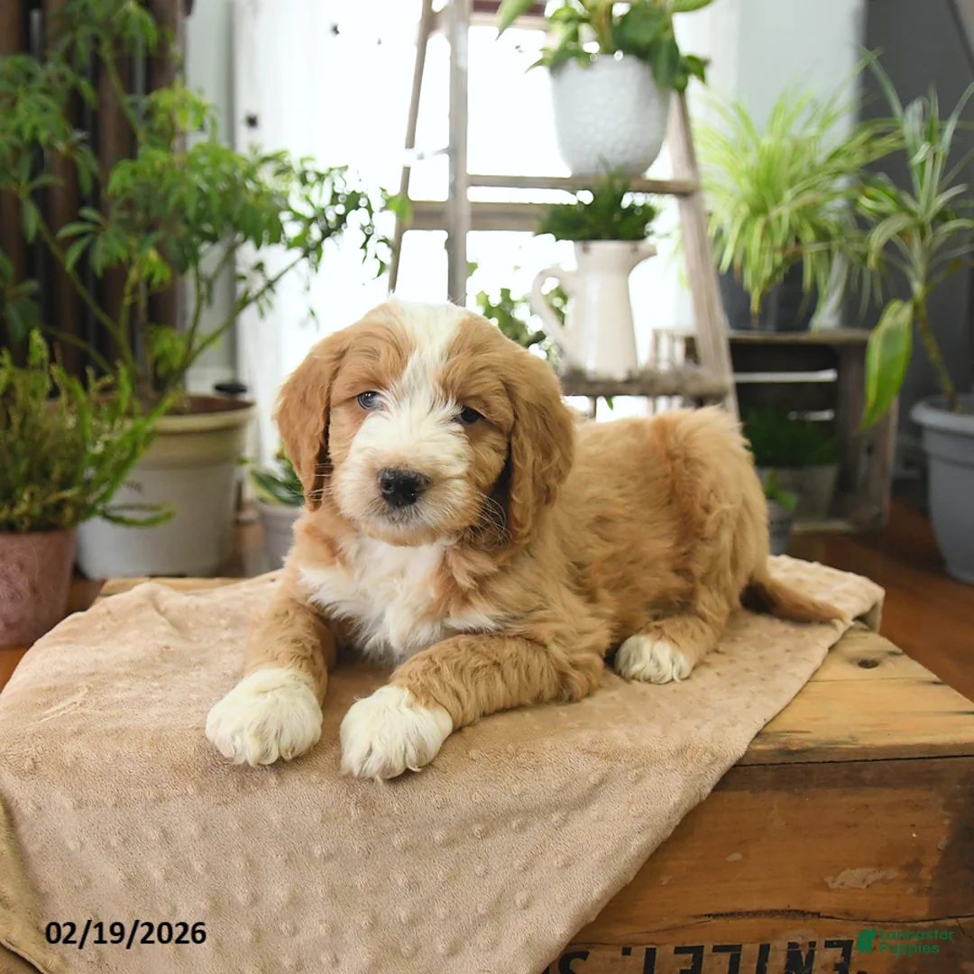 Bernedoodle dogs for sale: Lux  - Ad 4
