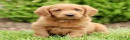 Labradoodle dogs for sale: Scott  - Ad 1