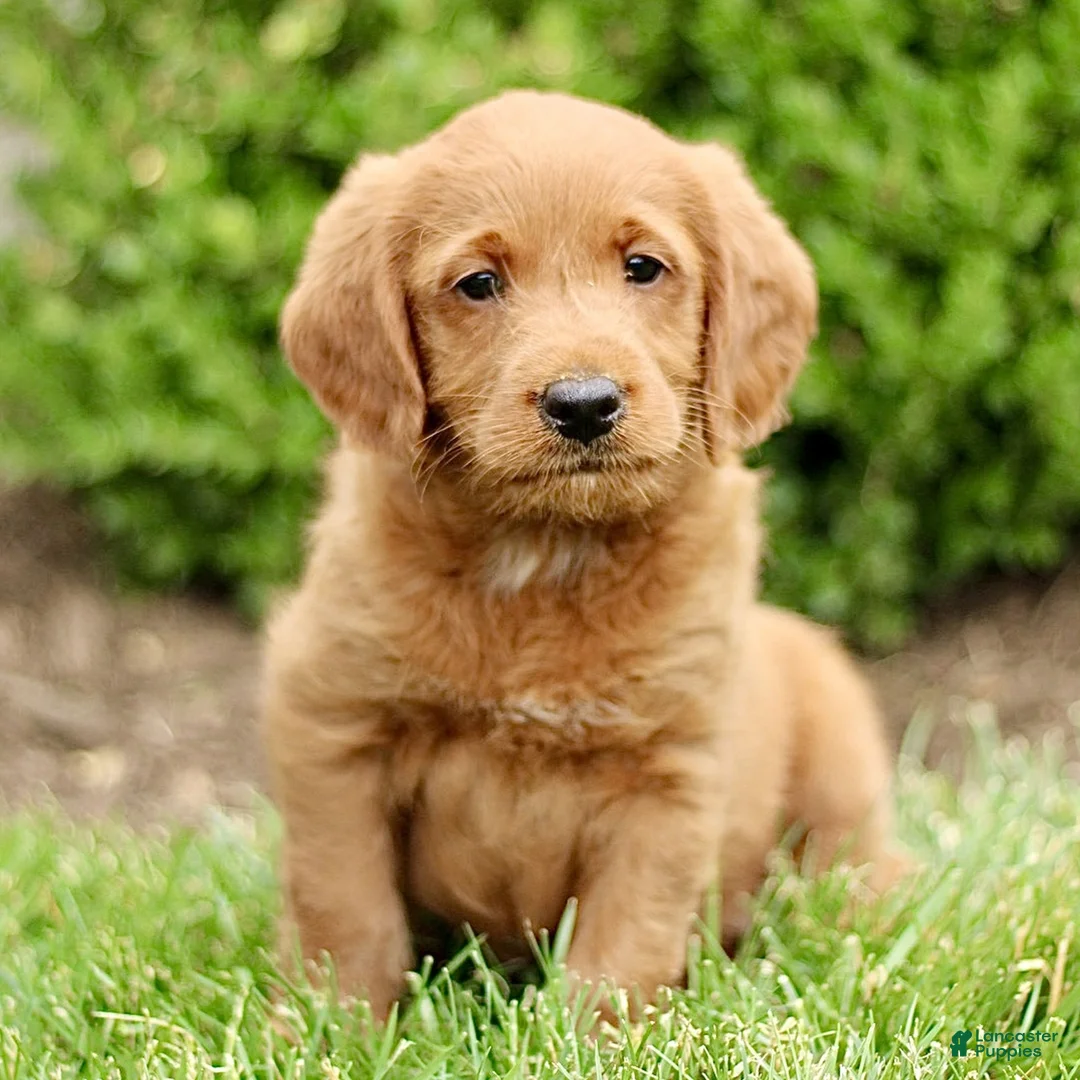 Labradoodle dogs for sale: Scott  - Ad 1