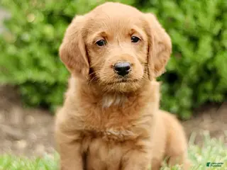 Labradoodle dogs for sale: Scott - Ad 1