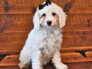 Miniature Poodle dogs - Ad 41