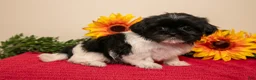 Shih Tzu dogs for sale: Tina - Ad 2