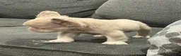 French Bulldog dogs for sale: Carlito  - Ad 6