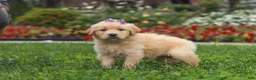 Golden Retriever dogs for sale: Becky - Ad 2