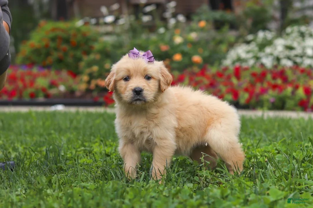 Golden Retriever dogs for sale: Becky - Ad 2