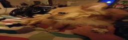 Chiweenie dogs for sale: Chiweenie 2 - Ad 3