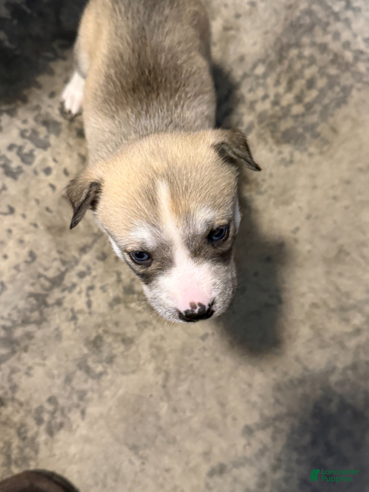 Mixed Breed dogs Mixed Breed Puppy 1 - Ad 1