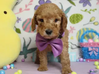 Goldendoodle dogs Crush - Ad 31