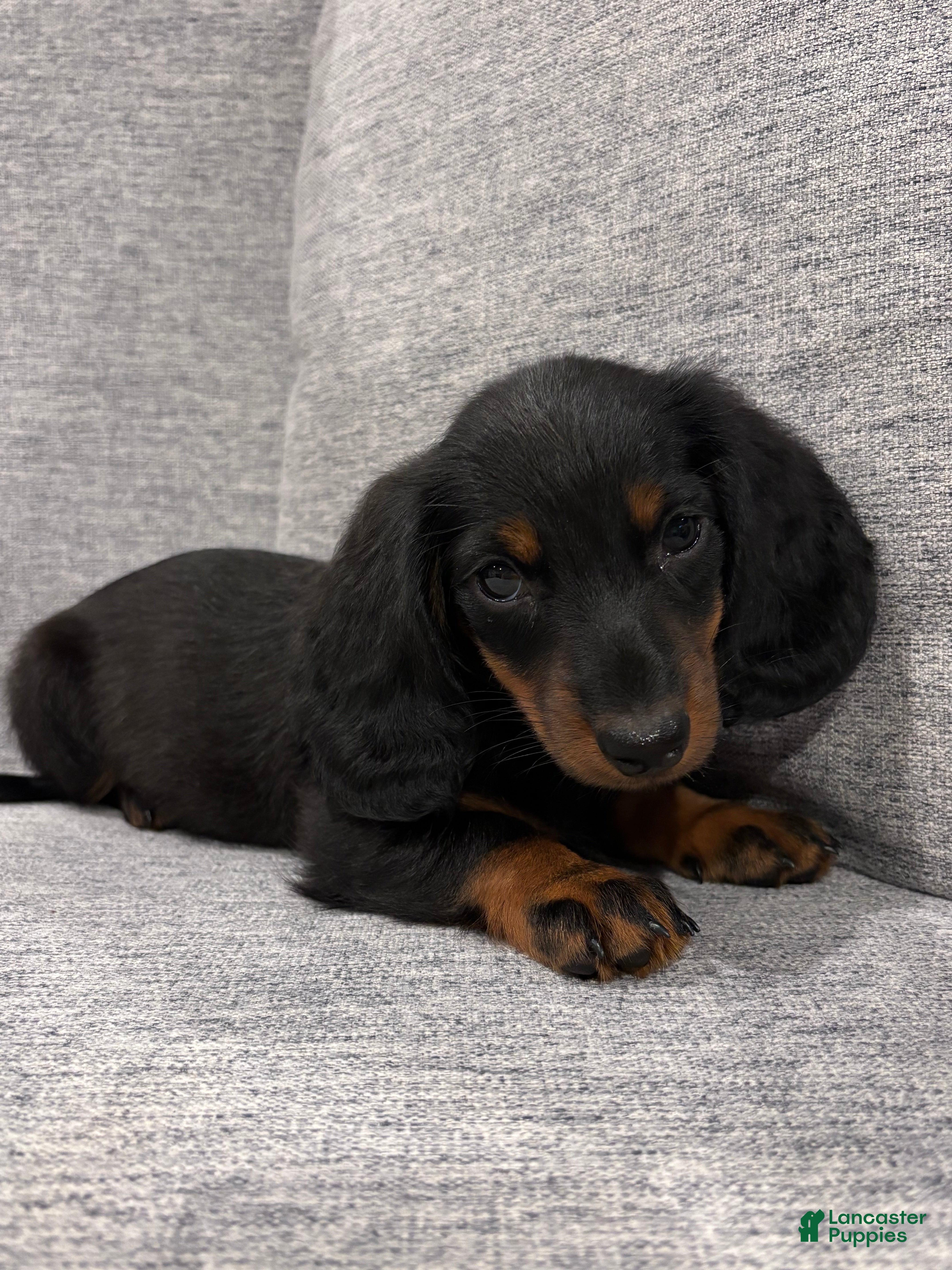 Miniature Dachshund dogs Sawyer - Ad 1