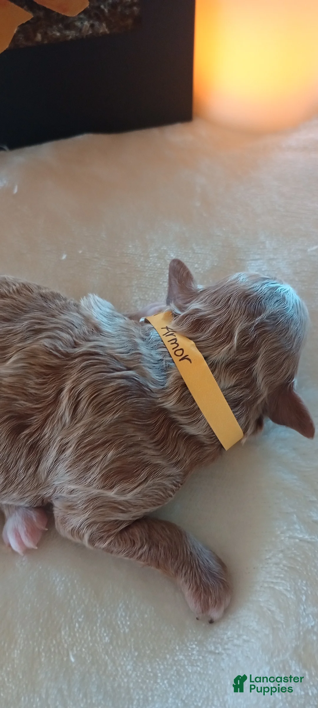 Mini Goldendoodle dogs for sale: Mr. Armor  - Ad 2