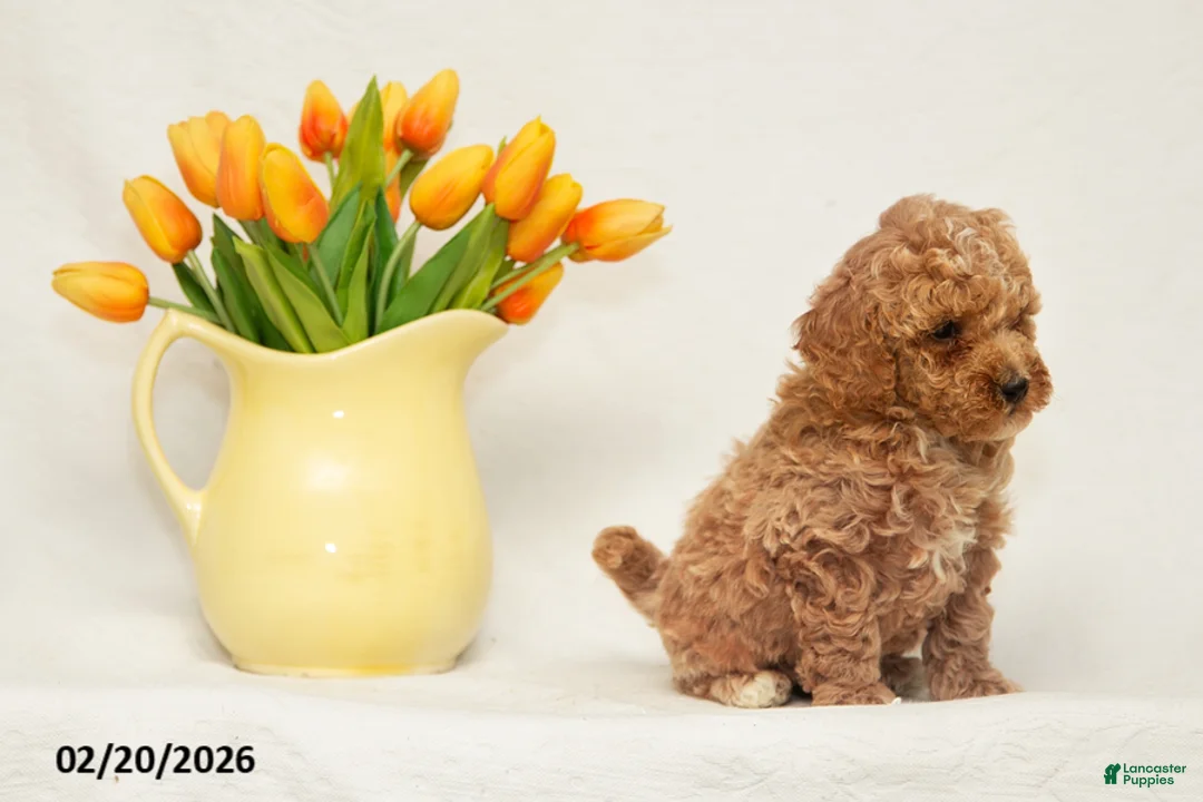 Mini Goldendoodle dogs for sale: Austin - Ad 2