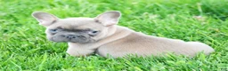French Bulldog dogs for sale: Hunter - Ad 9