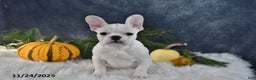 French Bulldog dogs for sale: Wrenlee - Ad 2