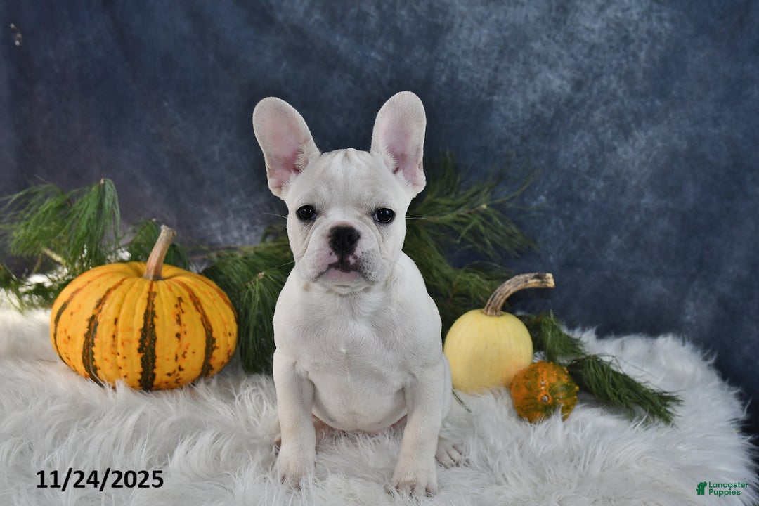 French Bulldog dogs for sale: Wrenlee - Ad 2