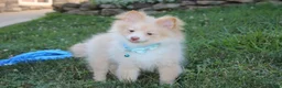 Pomeranian dogs for sale: Teddy  - Ad 5