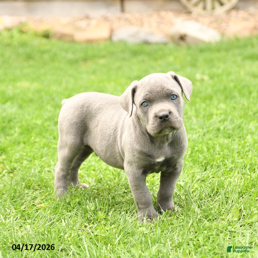 Cane Corso dogs Spike - Ad 1