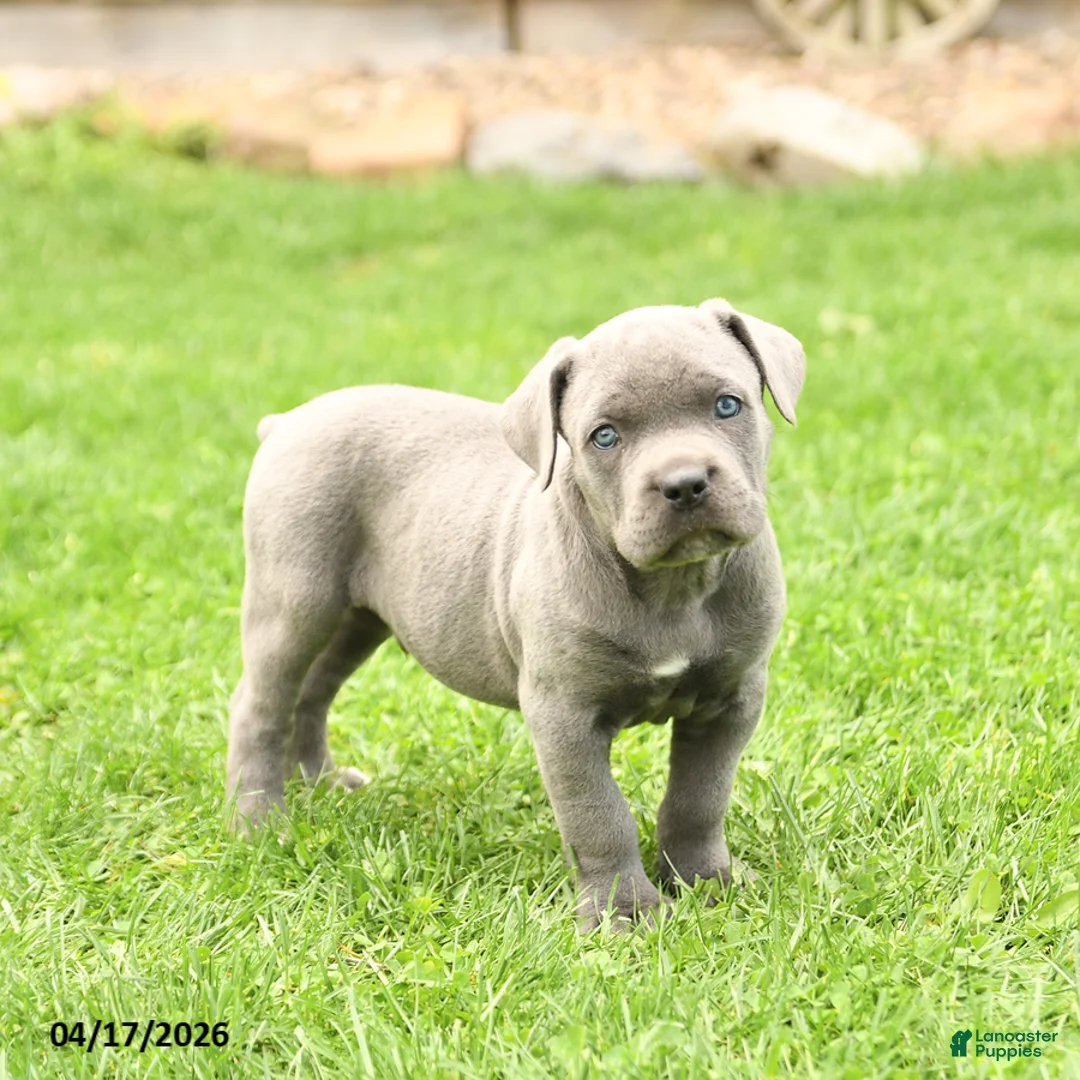 Cane Corso dogs for sale: Spike - Ad 1