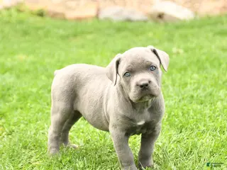 Cane Corso dogs for sale: Spike - Ad 2
