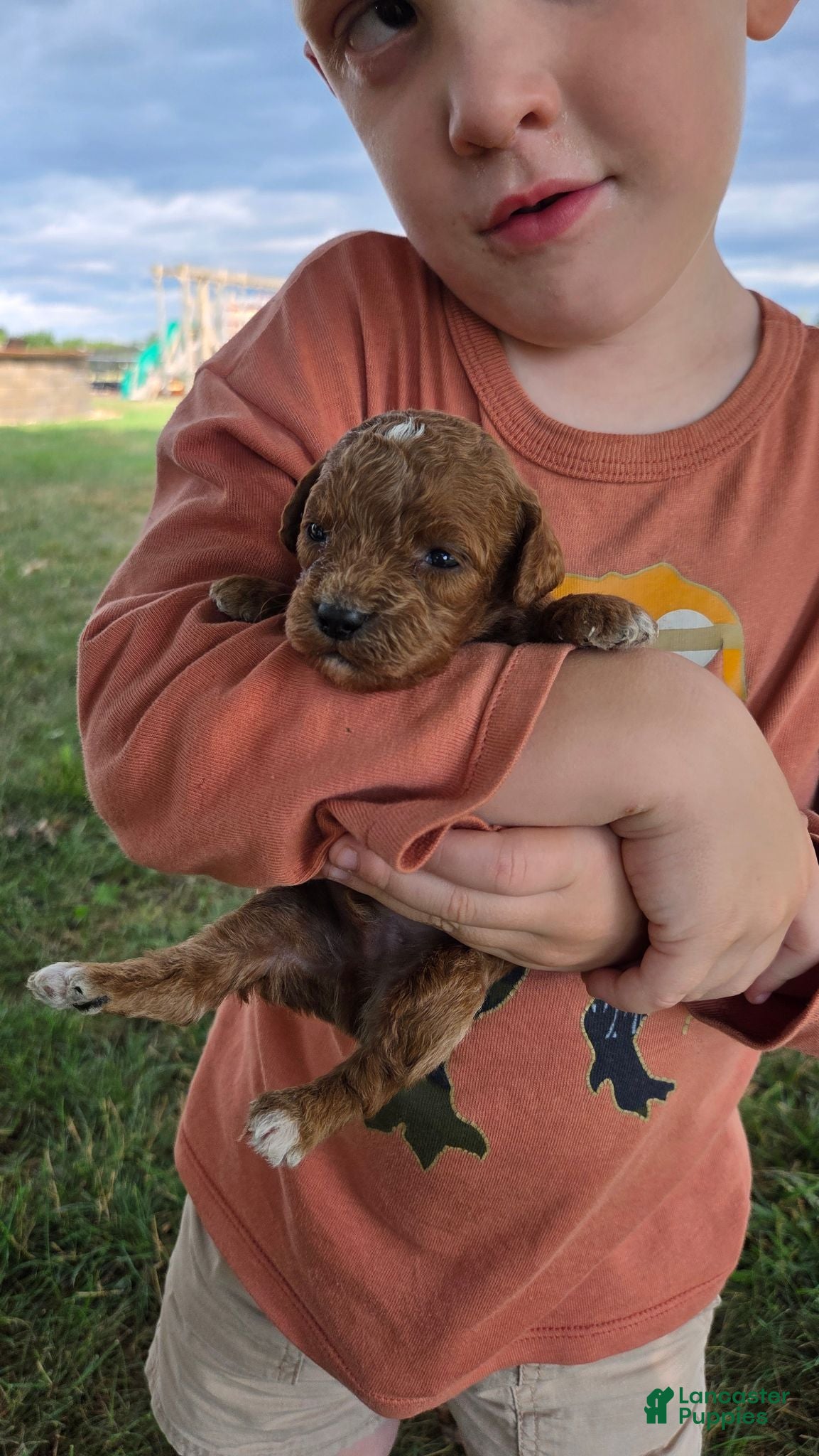 Cavapoo dogs Finn - Ad 2
