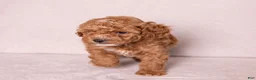 Miniature Poodle dogs for sale: Glee - Ad 4