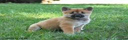 Shiba Inu dogs for sale: Ginger - Ad 3