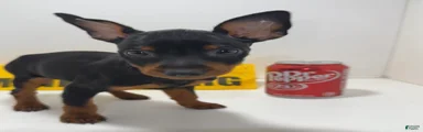 Darla