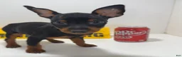 Miniature Pinscher dogs for sale: Darla - Ad 1
